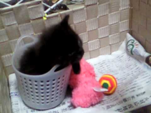 small cute kitten(Havana Brown)