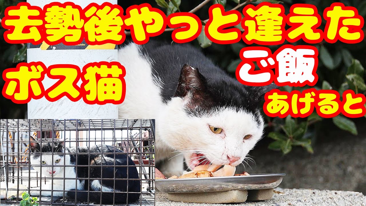 去勢後にやっと逢えたボス猫にご飯あげたら・・・ さくらねこと野良猫への給餌