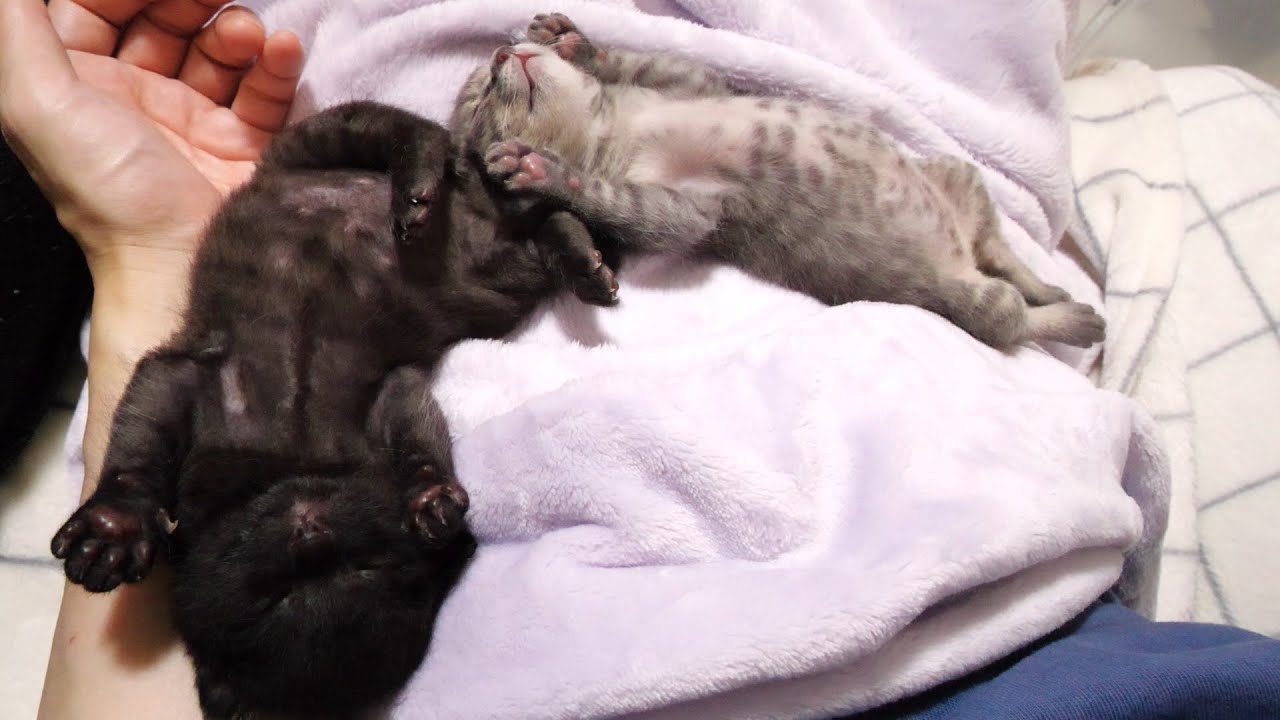 夢の中では子猫のスーパーマン？空でも飛んでるかのようなポーズで眠る子猫【赤ちゃん猫　保護猫】