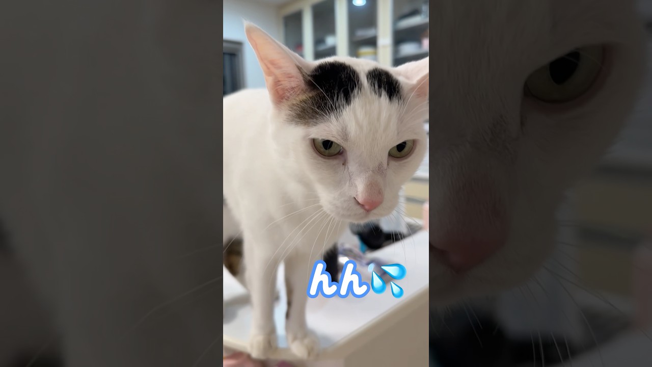 キッチンで悪さして誤魔化す猫がこちらですw #shorts