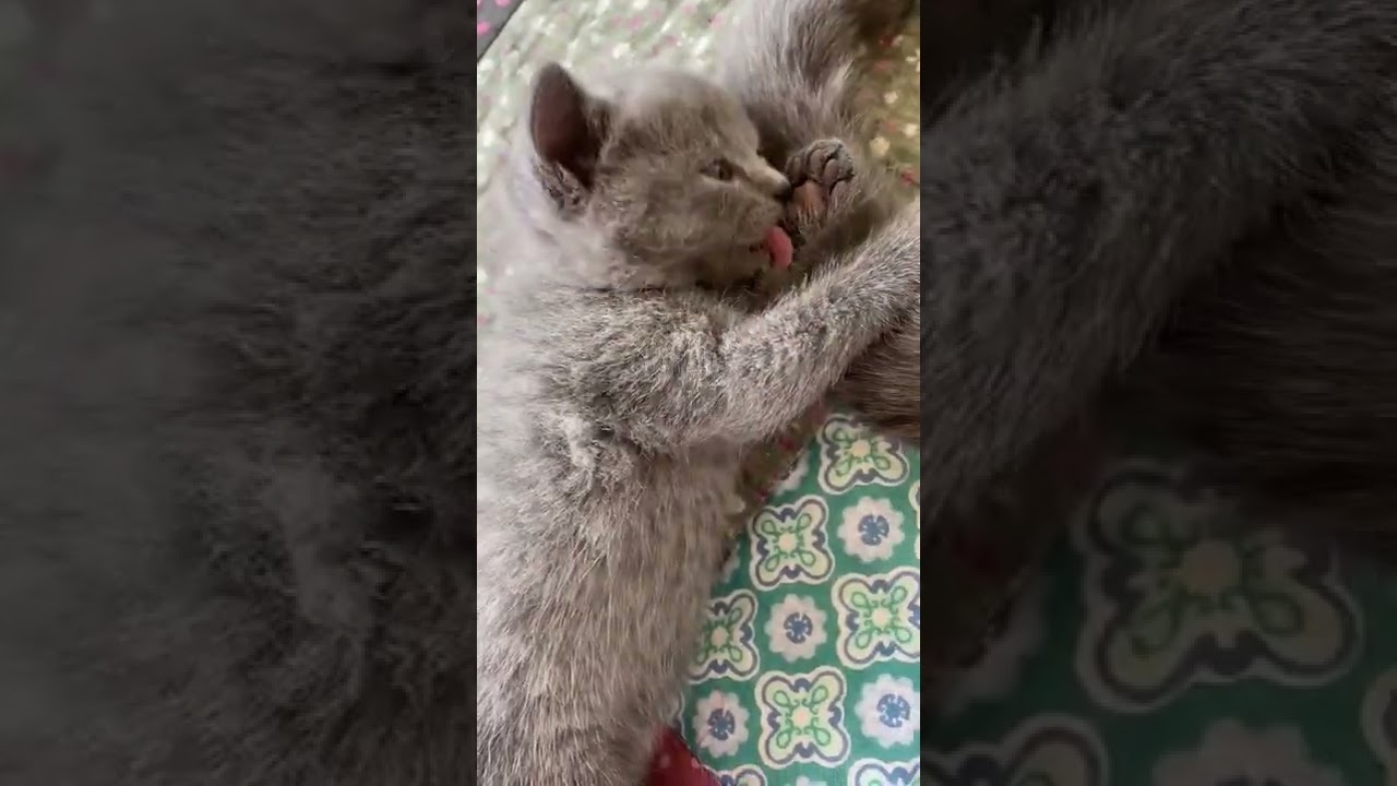 シャルトリュー 父猫はアメリカより迎えました。