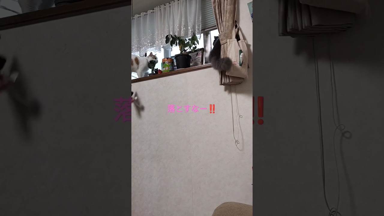 猫のストーカー猫 #cat #ねこのいる生活 #サイベリアン #アメリカンカール #先住猫と新入り猫