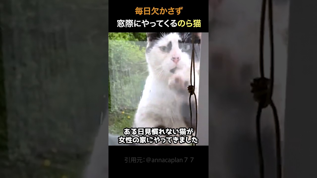 毎日欠かさず窓際にやってくる野良猫