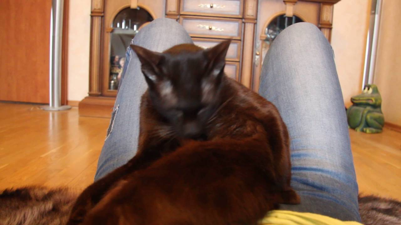 Havana Brown Cat Gauderic