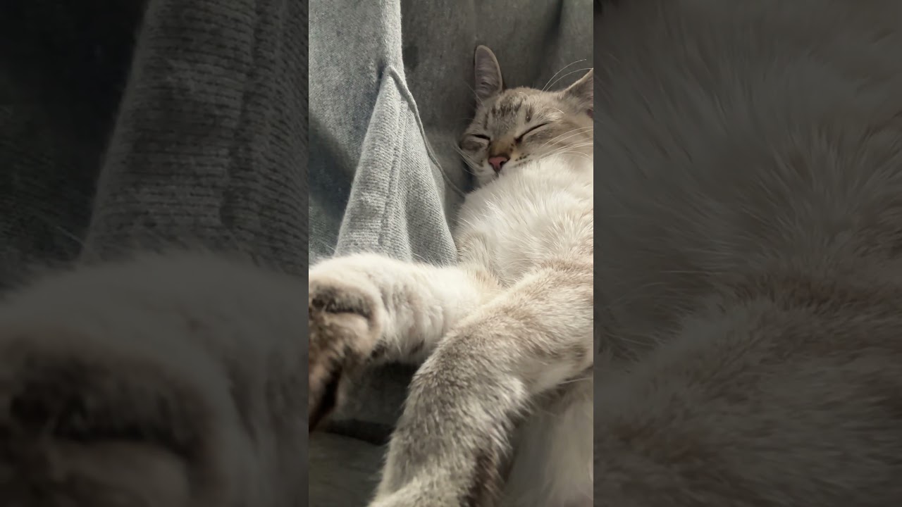 すやすや♪　#元保護猫　#シャムトラ　#シャムミックス　#cat #猫耳 #kitten #シャムmix  #子猫 #猫耳