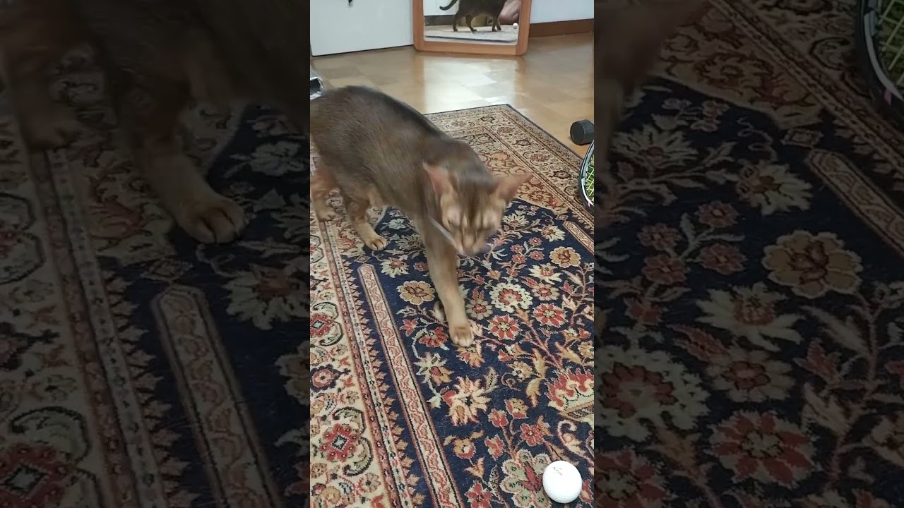 ネコ動画あび#2026　#shorts　あびの毎日　アビシニアン　あび