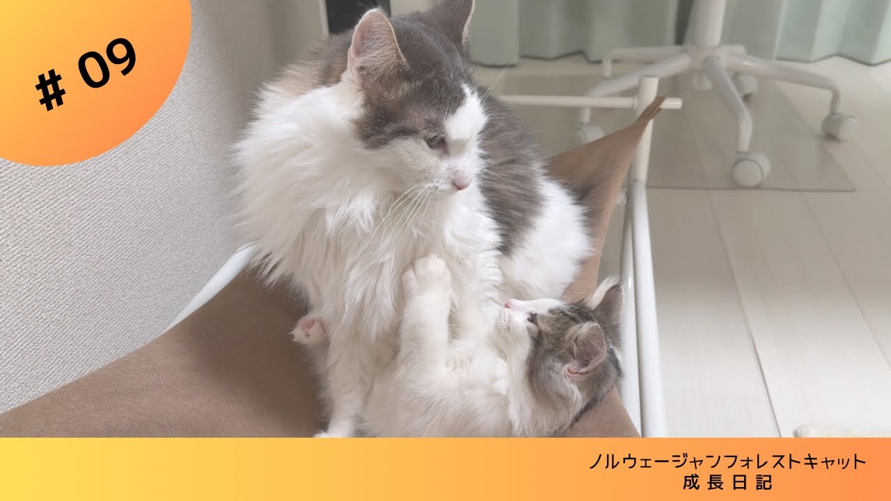 【子猫】先住猫vs新入り子猫 #ノルウェージャンフォレストキャット #子猫 #kitten
