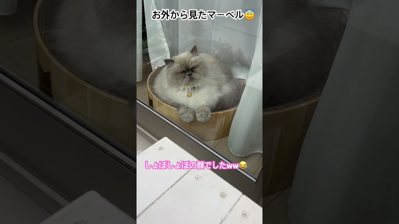 揃えた手が可愛いすぎるヒマラヤンのマーベル🐈🐾 #shorts #猫のいる暮らし #music #cute #lofi #猫のいる暮らし #ねこのいる暮らし #猫好きさんと繋がりたい