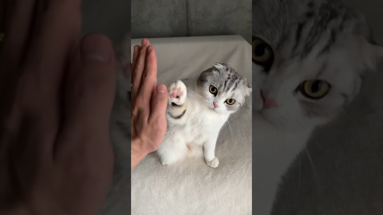 😼 #cat