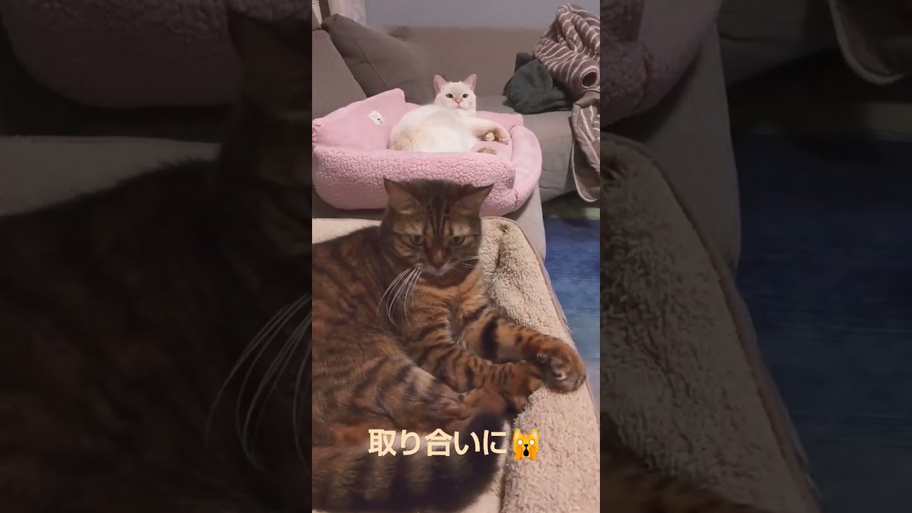 真似っ子ねこ　#shorts