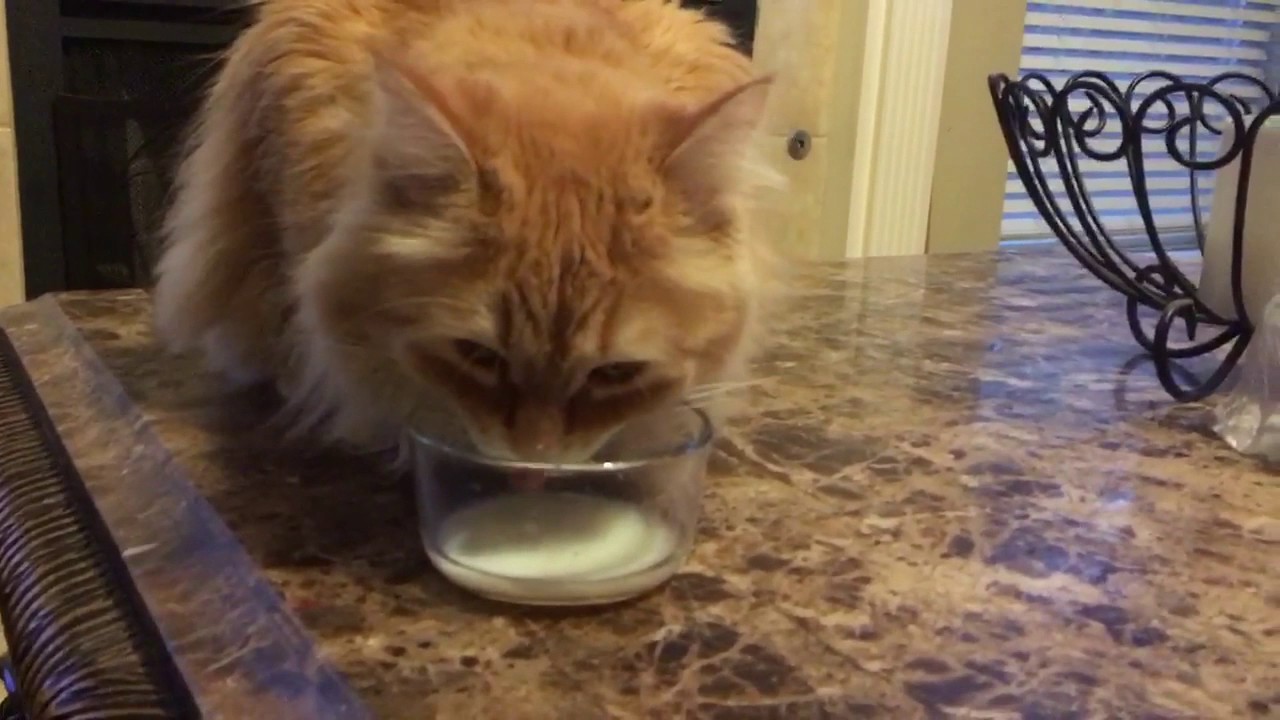 CYMRIC MANX Winston gets some Milk