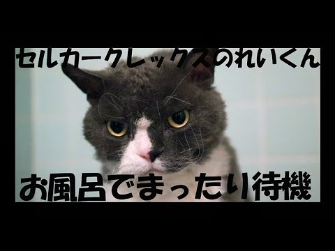 【ちりちり】飼い主をお風呂で待つ長男坊れいくん【セルカークレックス】