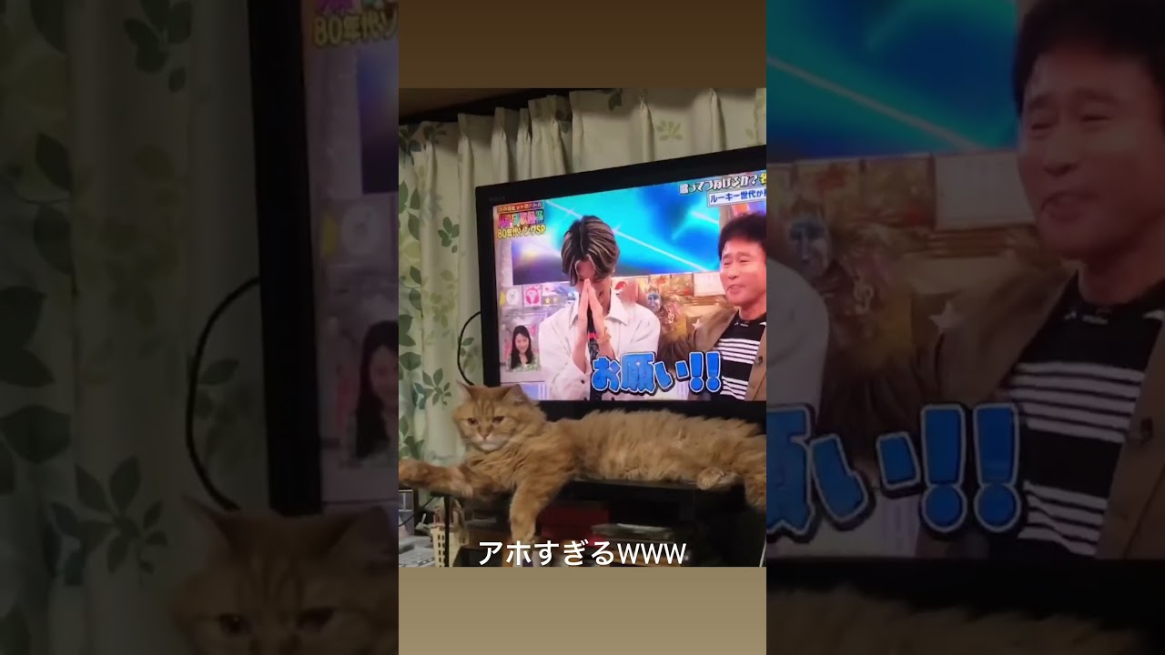 なんでそうなるの！？　#マンチカン 　#しゃちょー　#足長マンチカン　#猫のいる生活 　#Shorts
