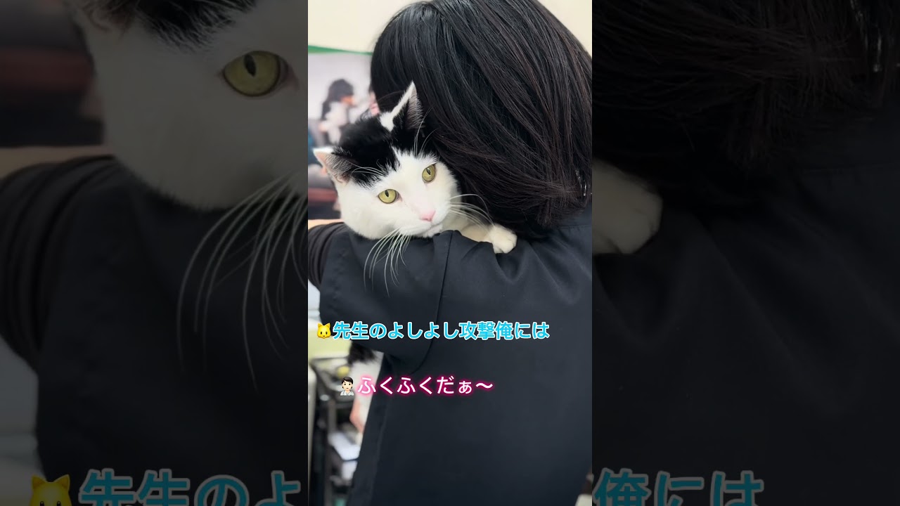 診察も検査もへっちゃらなのに先生が抱っこすると『がおー』しちゃう猫【塩大福猫のまめ太】#shorts