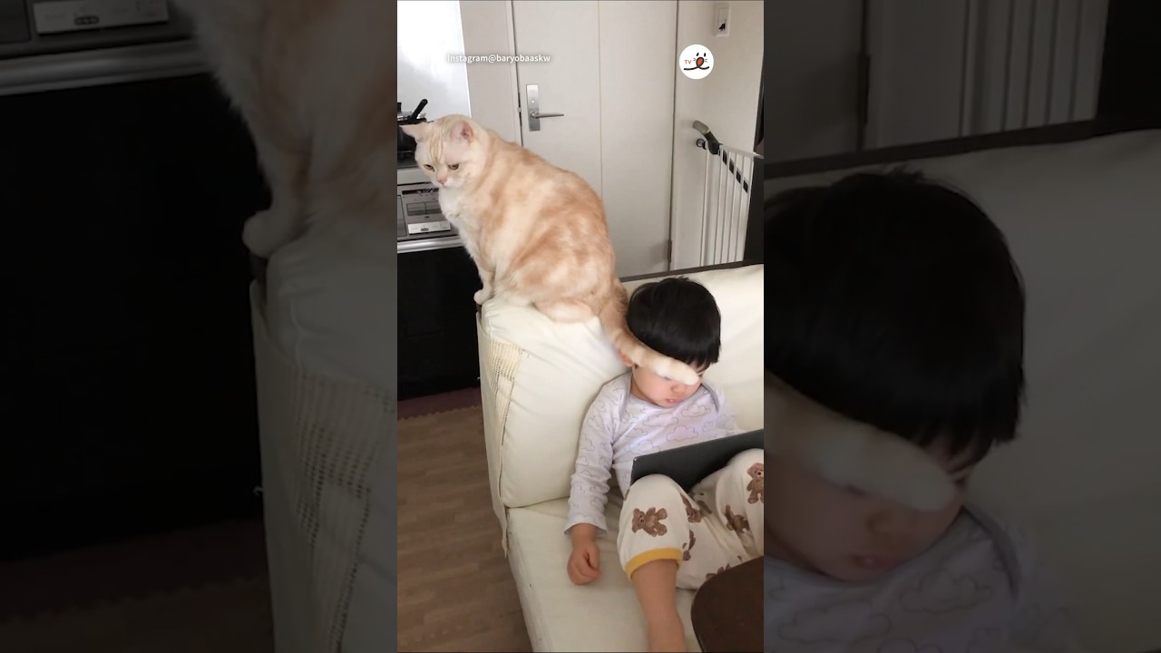 しっぽペチペチされてるけど平気なの？｜PECO #アメリカンショートヘア #猫 #猫動画 #猫のいる暮らし #americanshorthair #cat #catlover