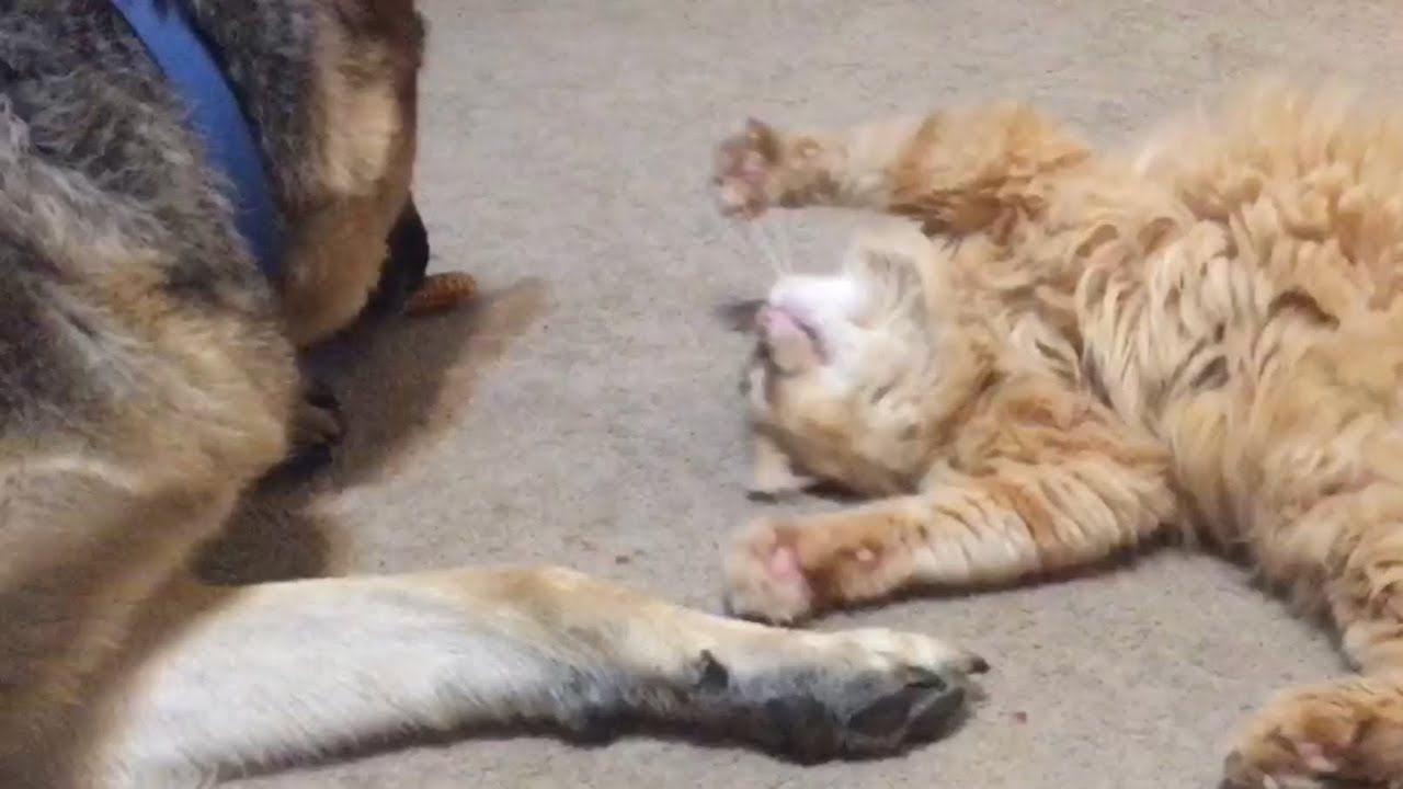 Cat Nip Fever