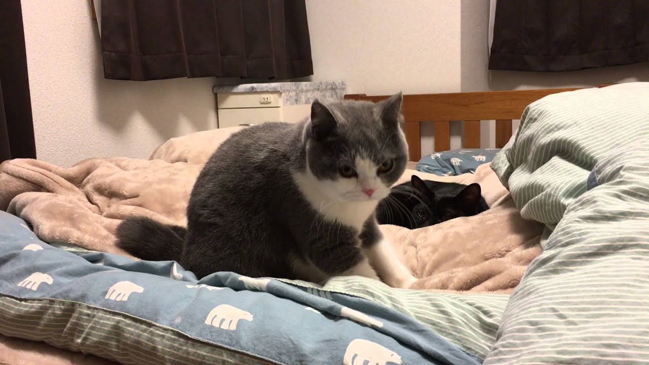 2016/02/23　セルカークレックスの梅子vol.158