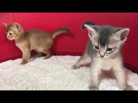 アビシニアンの子猫兄妹☆＜2018/8/17産まれ＞