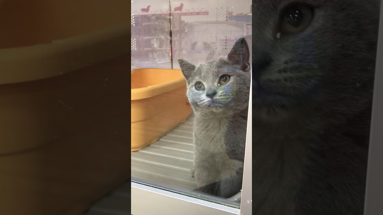 ペットショップ 犬の家 神戸店 「シャルトリュー」「87380」