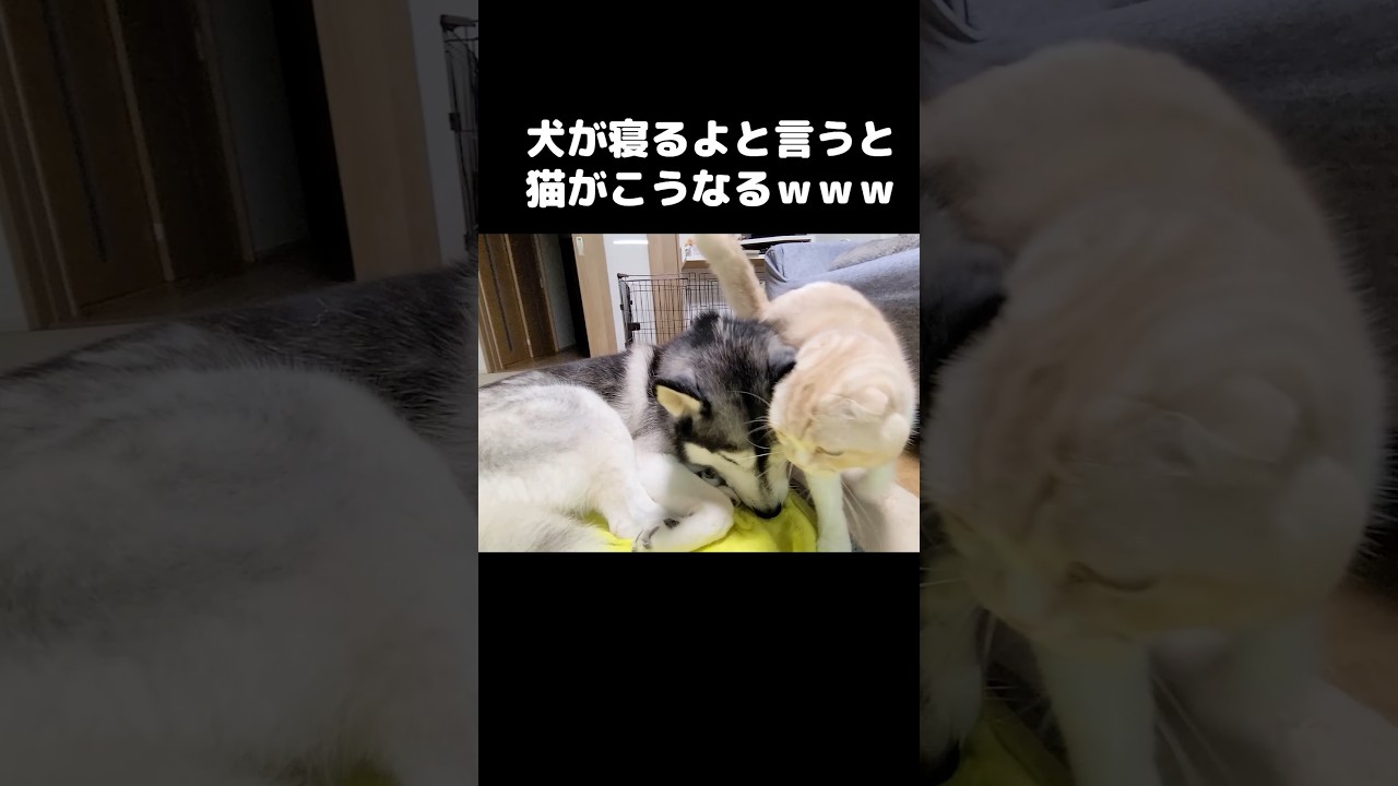 優しい犬が育てた猫は【寝るよ】と言うとこうなる#猫 #husky #siberianhusky