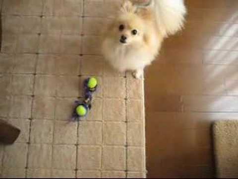 pom wants to play... cat wants to take a nap