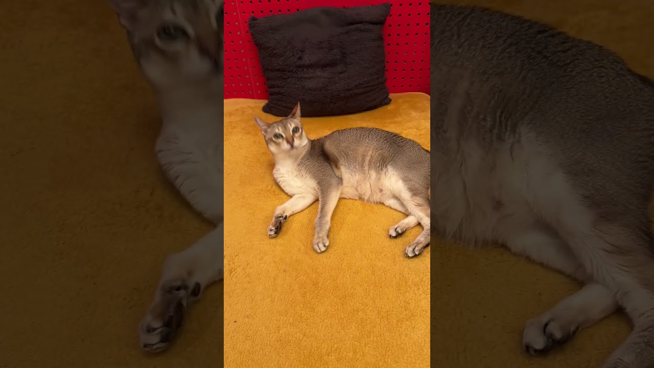 急にビチビチして立ち去っていっちゃうシンガプーラなのにゃ♪ #cat #シンガプーラ#singapura