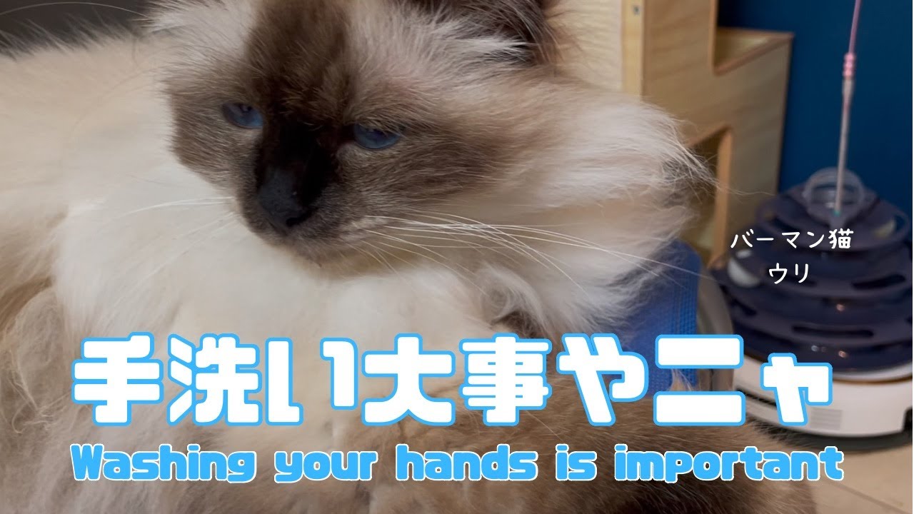 バーマン猫ウリ【手洗い大事やニャ】Washing your hands is important（バーマン猫）Birman/Cat