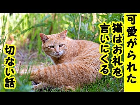 あの世不思議・人間に可愛がられた猫は恩を忘れずに会いに来てくれるお話・招き猫ちゃんねる