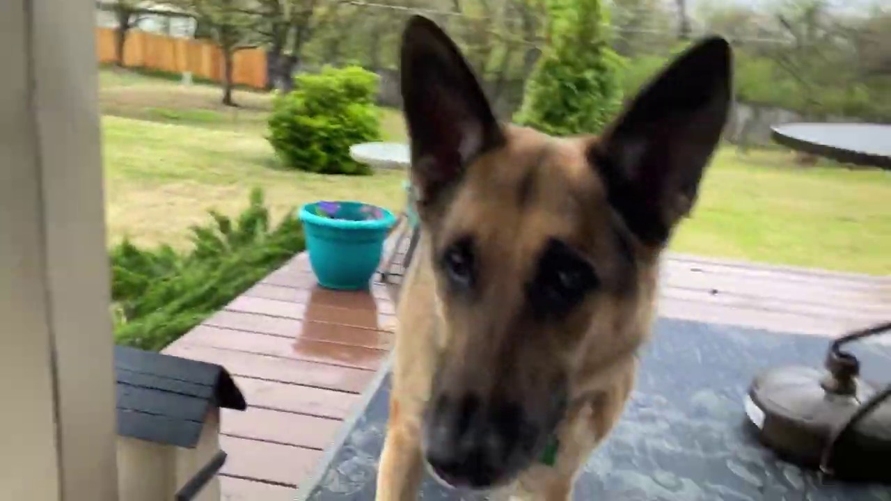 Good Dog gets a Bite (co-starring Winston & Leroy)