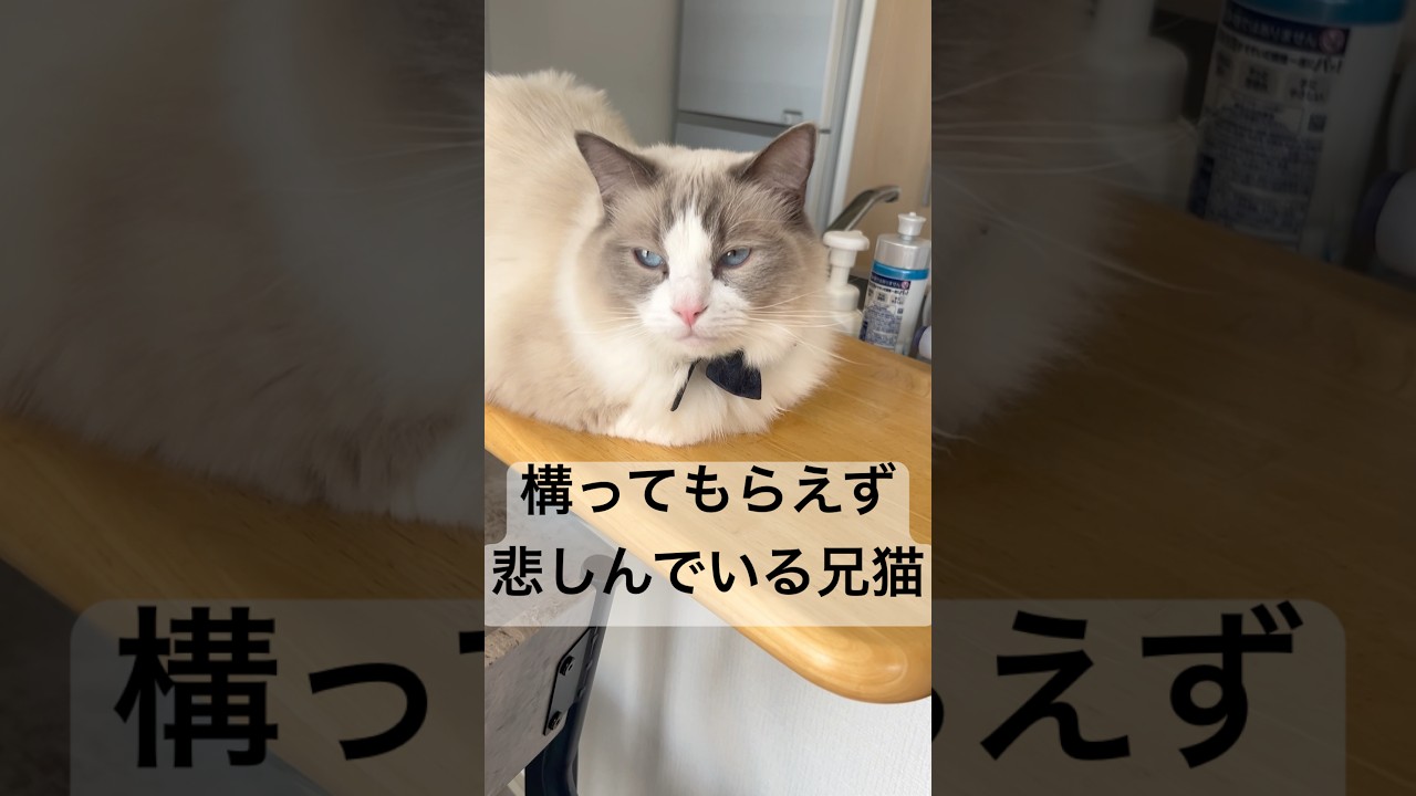 僕も構ってニャン...#cat #猫 #猫のいる暮らし #ラグドール #保護猫