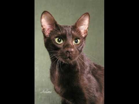 Havana Brown Cat