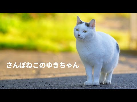 【さんぽねこのゆきちゃん】唯一無二の散歩猫│左腰にまん丸の日の丸ぶち│筆先尻尾のジャパニーズ・ボブテイル│姫君みたいな麻呂眉化粧│凛とした立ち振る舞い所作は上品でエレガント│自由気ままな家猫のお散歩