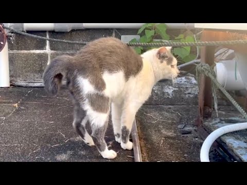 撫でてくれる人と分かると急に態度を変える猫ちゃん