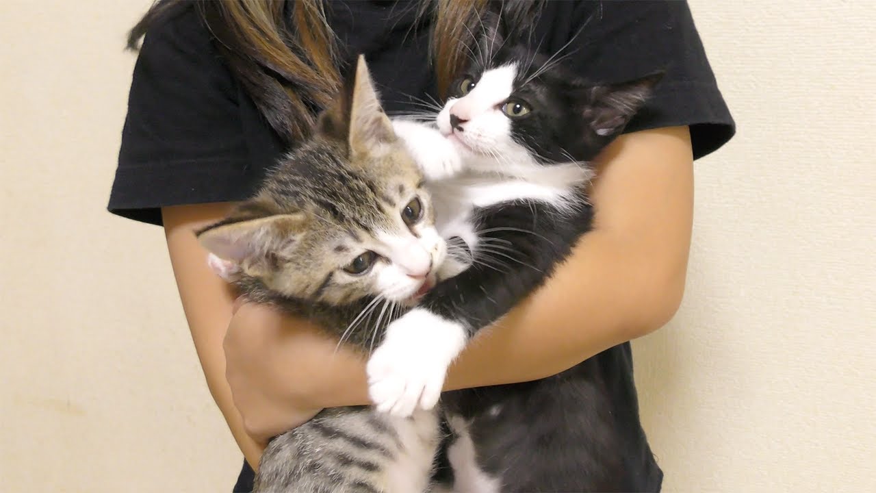 初めて女の子が遊びに来たら子猫たちが大喜びしてこうなってましたw