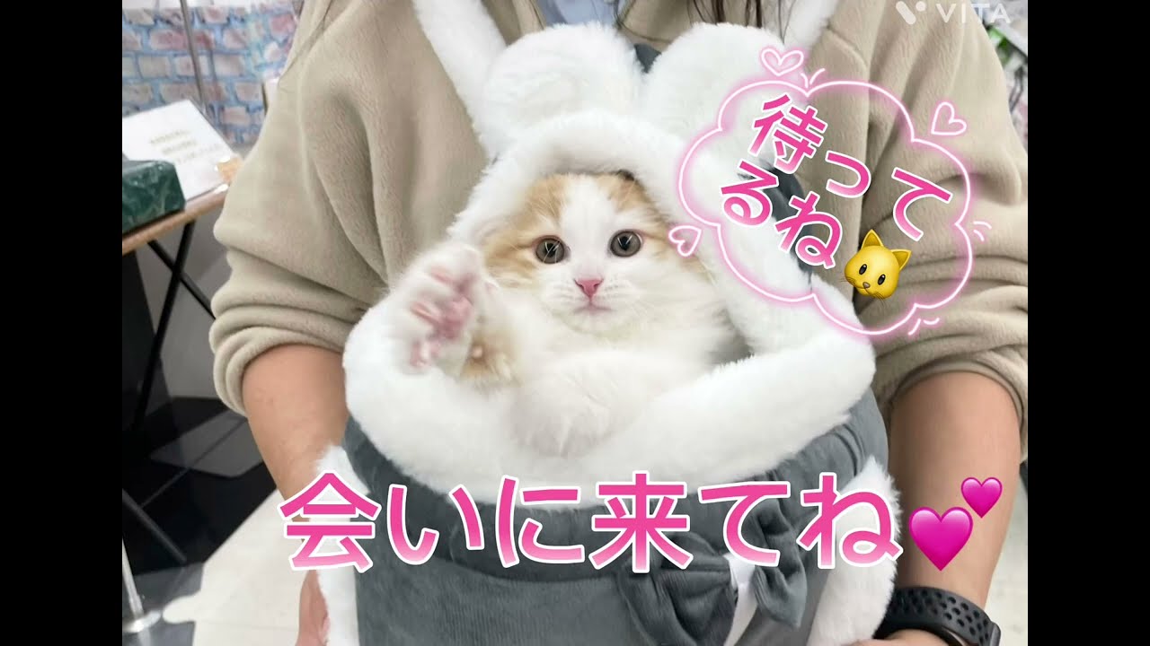 【マルワン横浜 港北NT店】サイベリアンちゃんと一緒にお迎えに必要な用品選び！