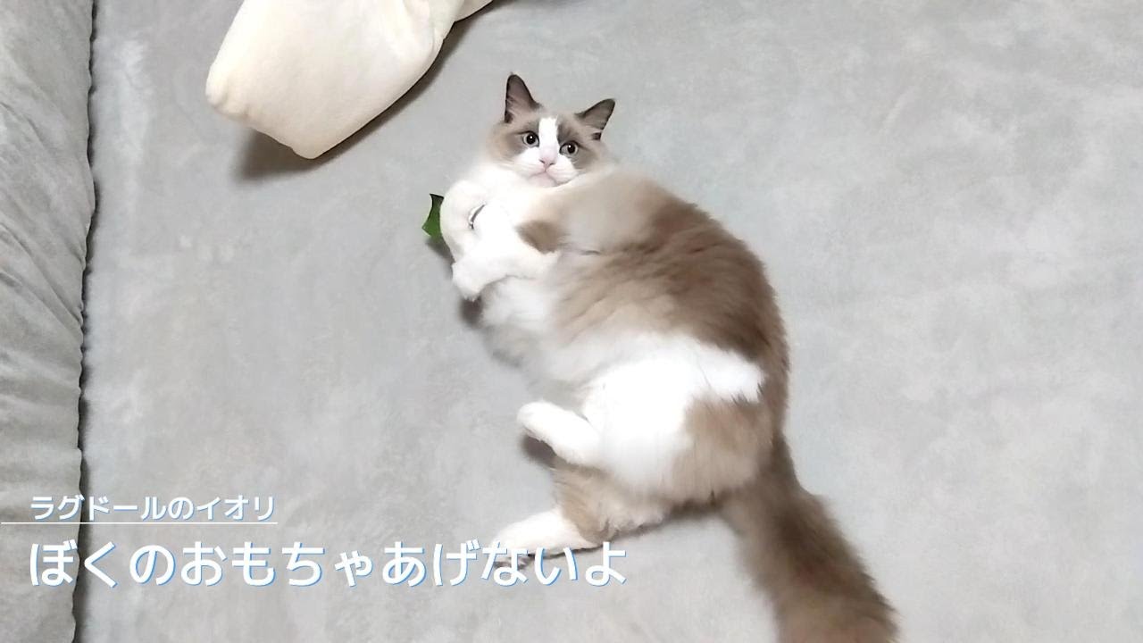 【ラグドール】ぼくのおもちゃあげないよ？