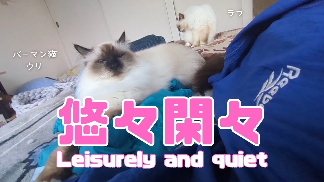 バーマン猫ラフとウリ【悠々閑々】Leisurely and quiet（バーマン猫）Birman/Cat