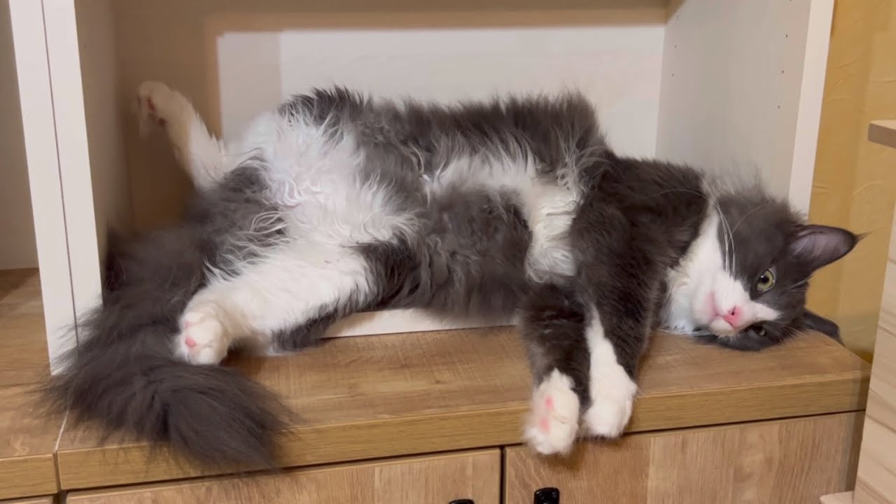 【無防備】やる気が無くなっちゃったターキッシュアンゴラのゴロゴロ集www