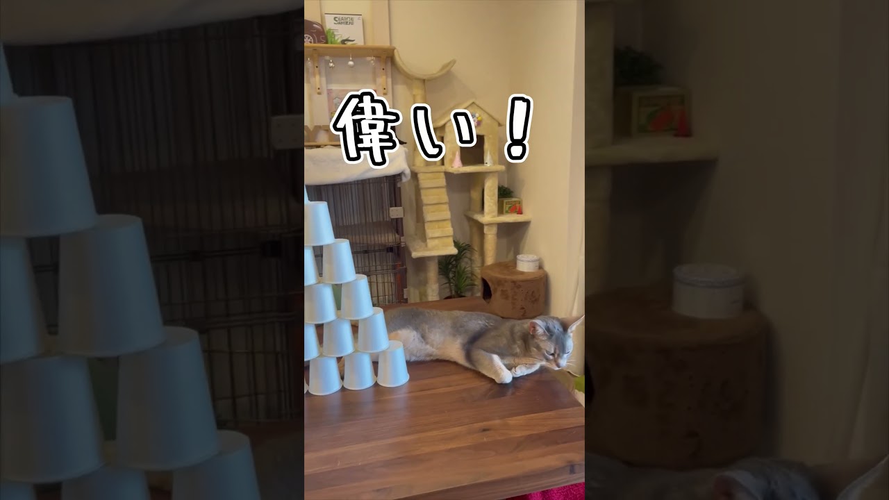 アビシニアンとは その29 #shorts #猫 #アビシニアン