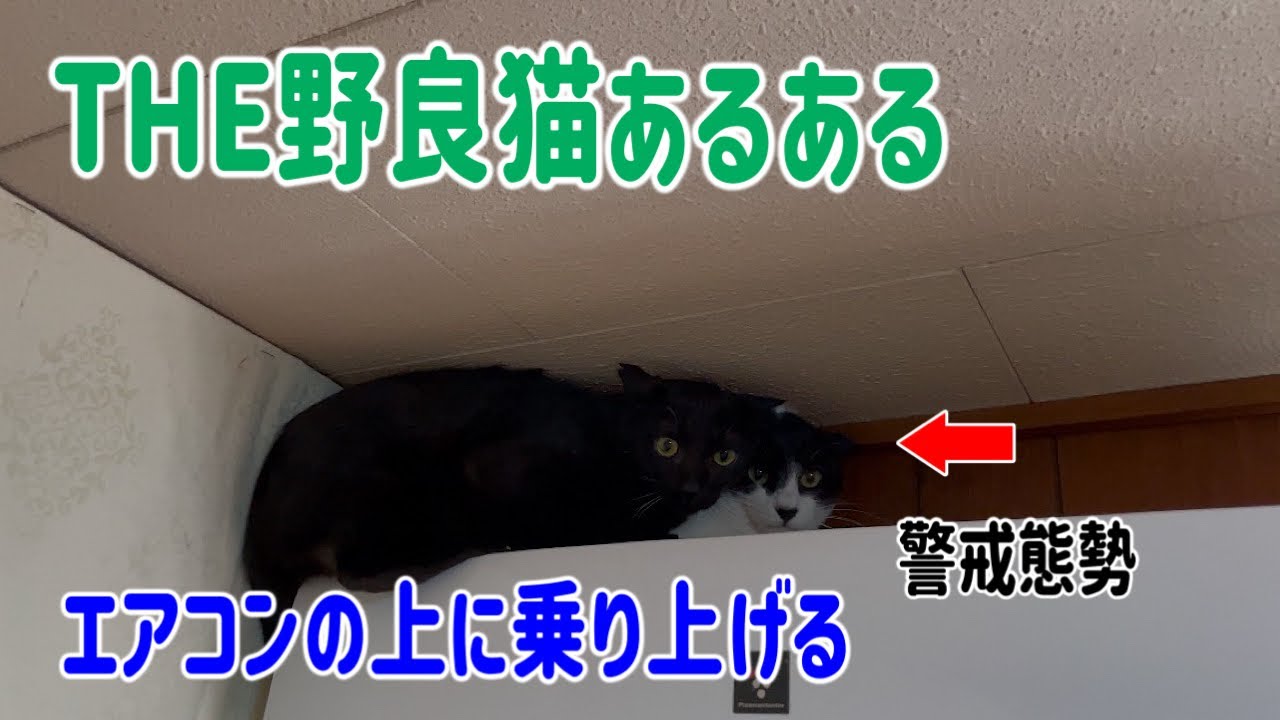 生粋の元野良猫達の家猫訓練の現場をお見せします