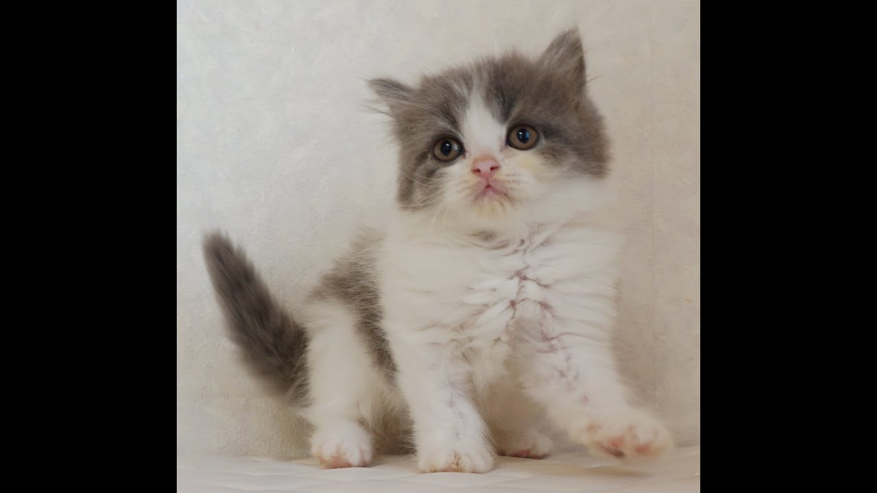 ブリティッシュロングヘアー子猫　British Longhair　2024.10.18産まれ　ブルー＆ホワイト　女の子　シーダキャット猫のお店