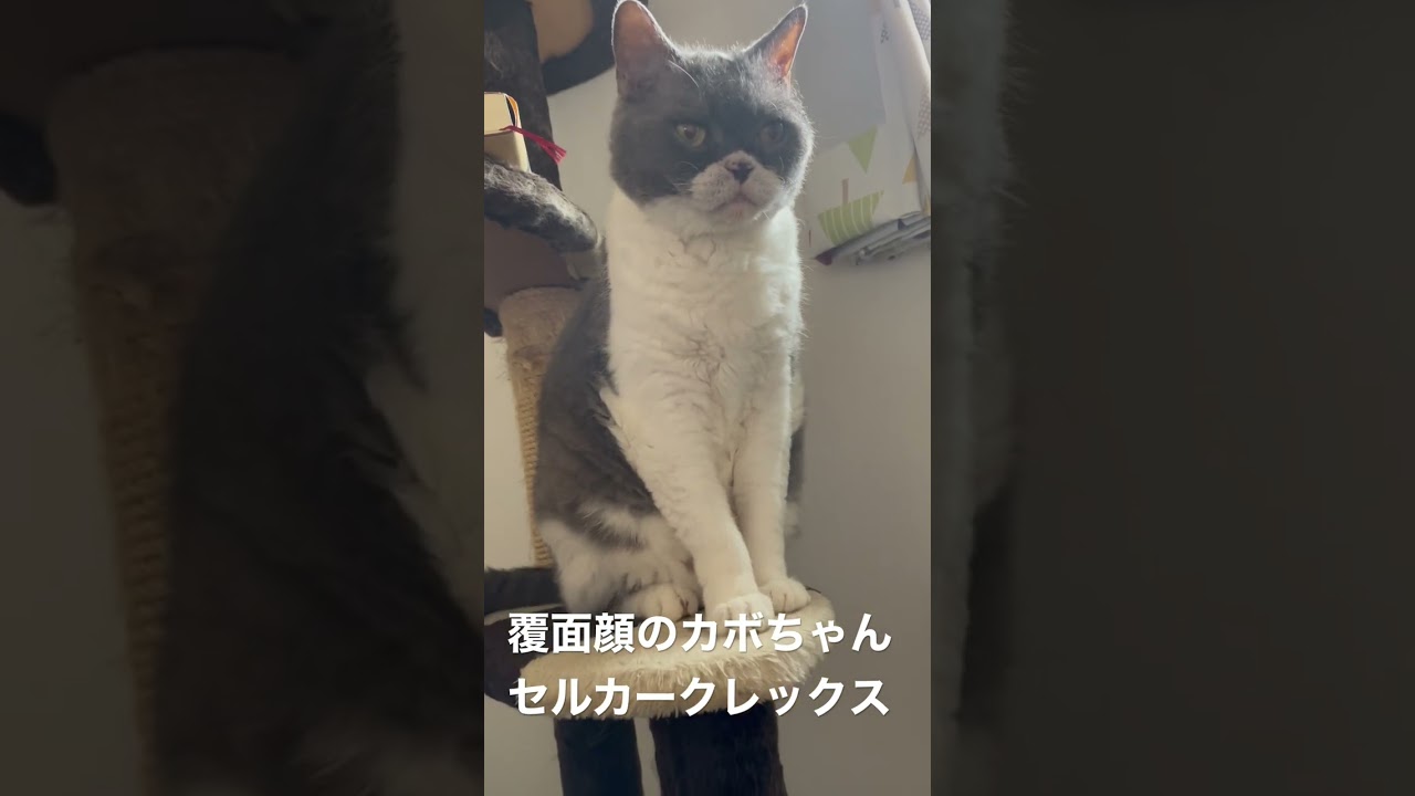 覆面顔のカボちゃん、セルカークレックス