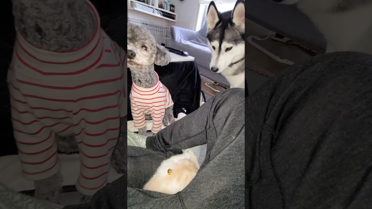 こっそり子猫と遊んでたら犬がブチ切れた...笑#猫 #犬と猫