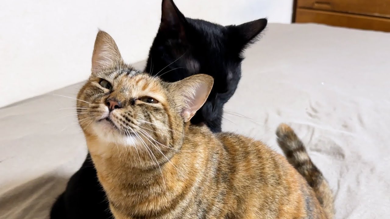 お世話をして甘えて挨拶をして何かと忙しそうな黒猫は子ども猫たちに慕われています