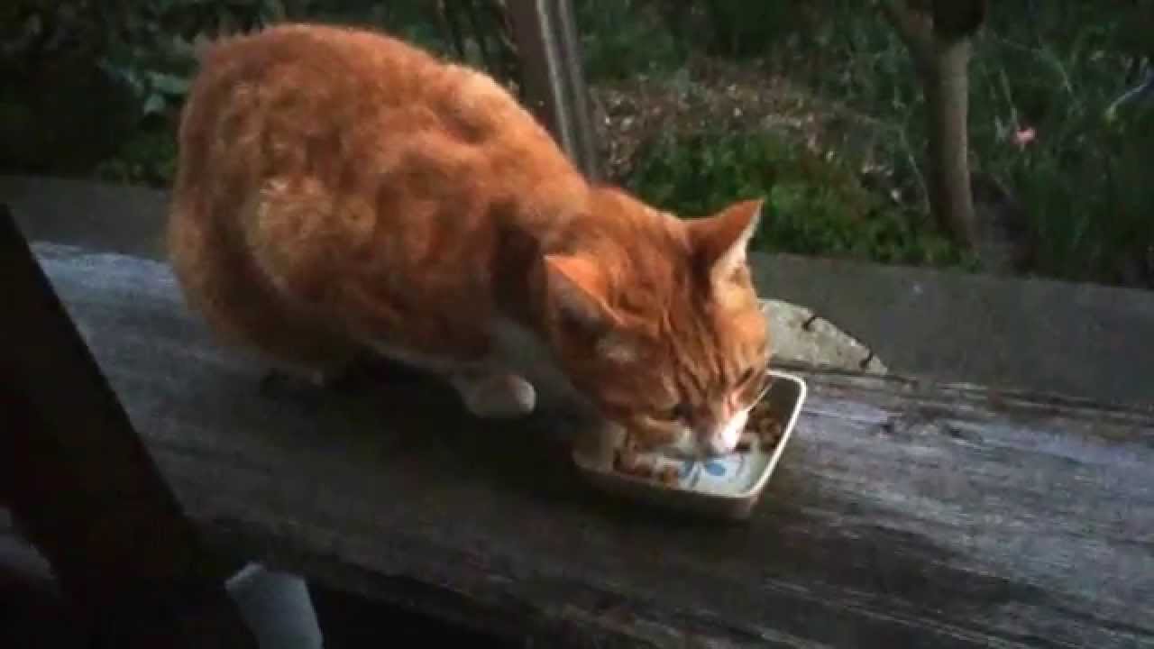 茶猫ちゃんのその後の様子(Brown cat)