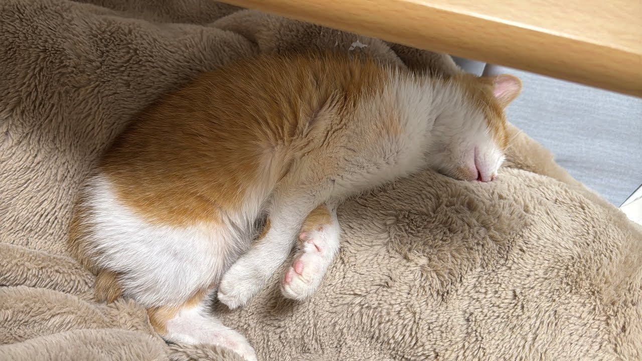 生後三ヶ月の子猫をつまみに酒を飲みます。
