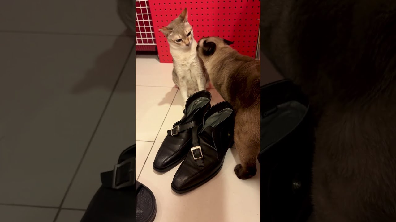 人間の靴のニオイを確認したいシンガプーラとたぬき猫なのにゃ♪ #cat #シンガプーラ #トンキニーズ#たぬき猫