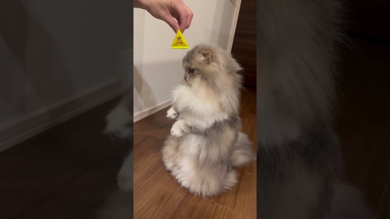 あずき、初めての節分！ #猫 #cat #マンチカン #munchkin #ねこ