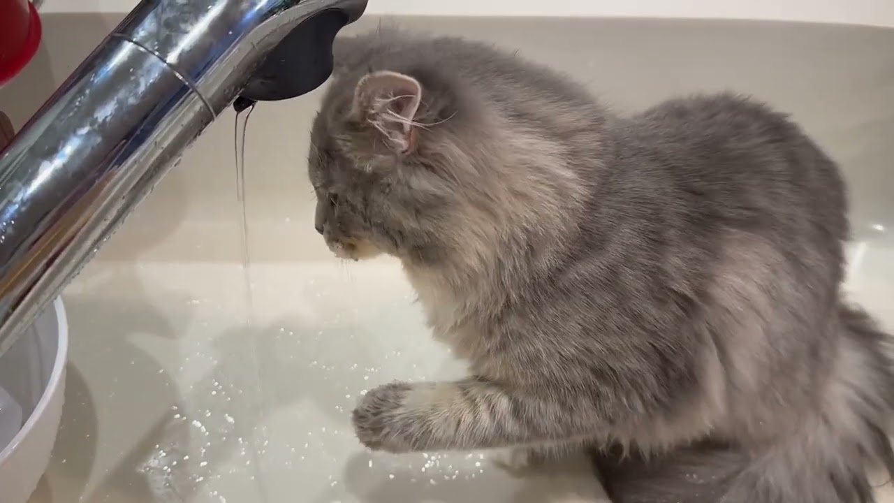 水遊びをしたい猫　サイベリアンA cat playing in water. Siberian