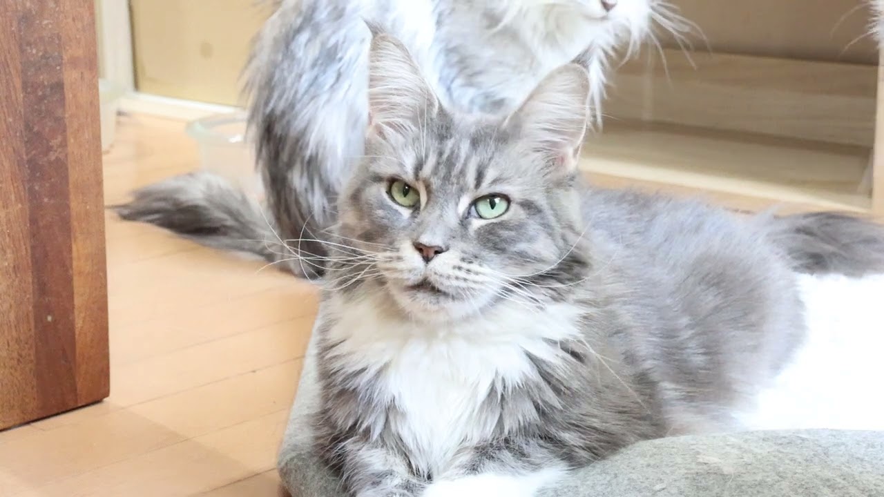 ブルーのメインクーンマリアさん2才になりました